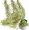 Succulents Extra Large Spanish Moss (3pck, 33" Long) - Fake Moss for Crafts